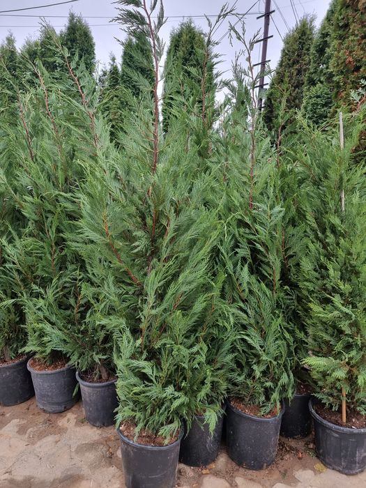 Tuia leylandi ( chamaecyparis leilandi ) de la 1.3 la 4m