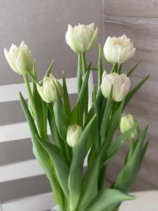 Карагандинский тюльпан