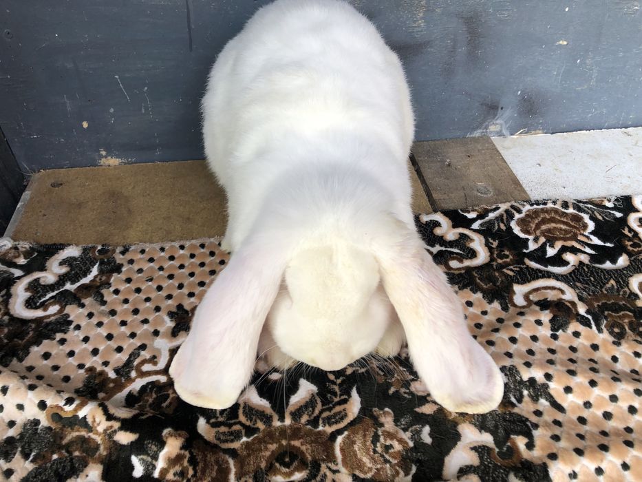 Vand Iepuri Berbec Grrman