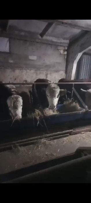 Белоголовые бычки