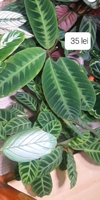 Flori & plante tropicale Calathea , Maranta si Ctenanthe.