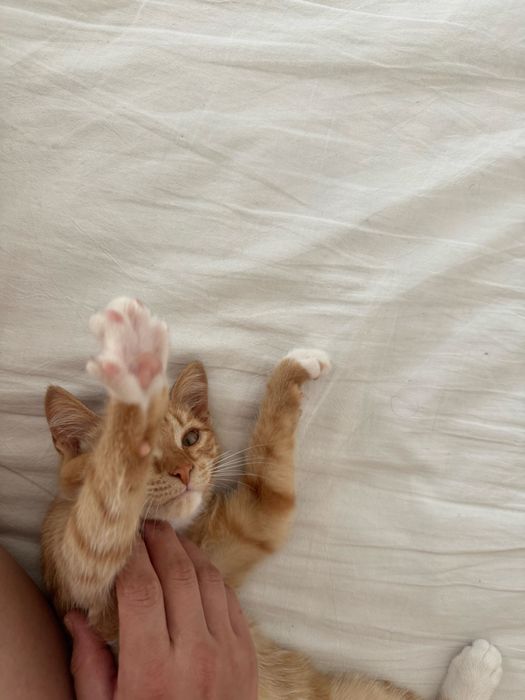 Кошка 6 месяцев