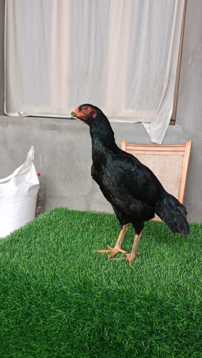 Dakan makyon sotiladi