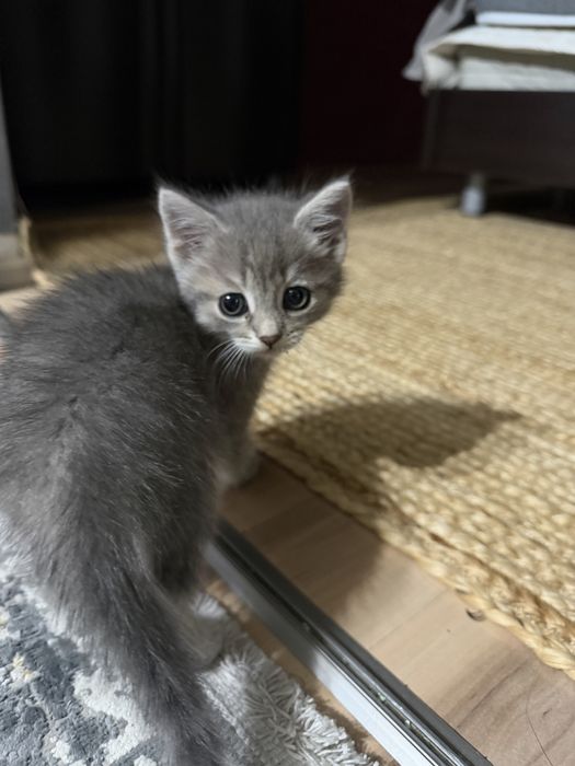 Отдам котенка 1 месяц
