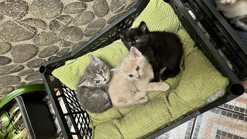 Котята от мамы крысалова