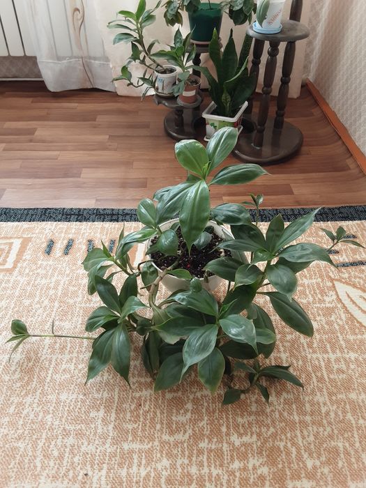 Комнатные цветы.