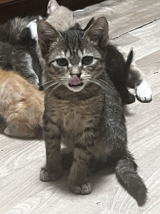 Котят бесплатно
