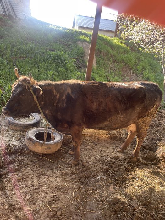 Сиыр семіз қол баққан сиыр