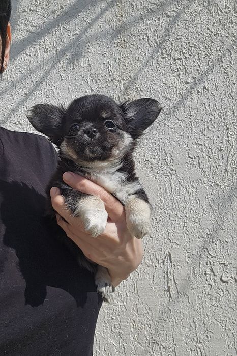 Чихуахуа девочка