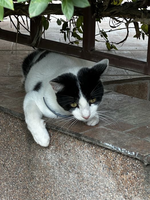 Pui pufosi de pisica