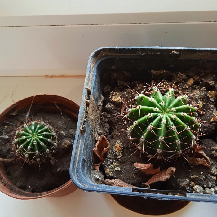 Домашние цветы кактус