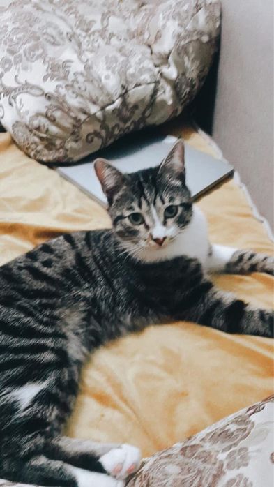 Отдадим кота в добрые руки!