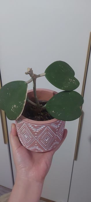 Распродаю коллекцию хоий