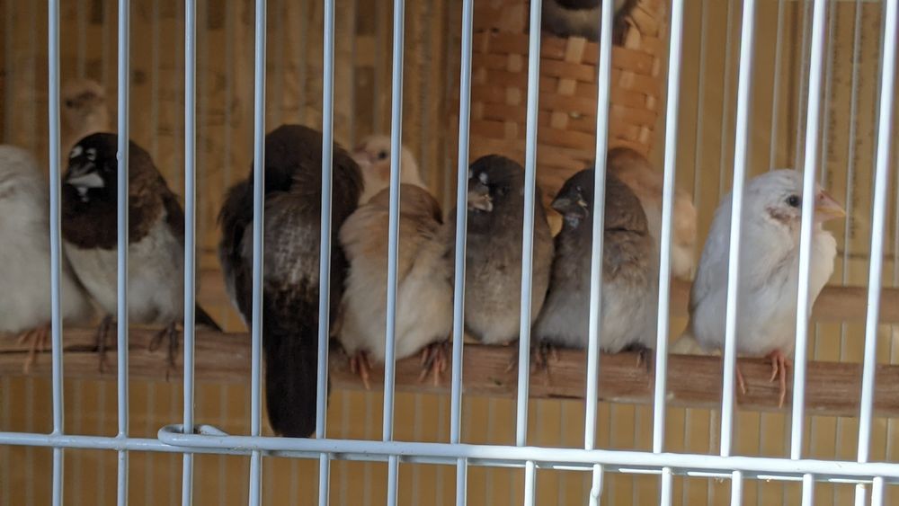 Pescăruși japonezi