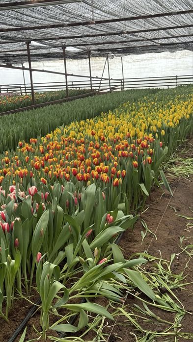 Тюльпаны оптом на 8 марта