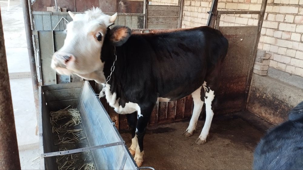 Gʻoʻnajin sotiladi