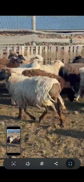Продам бараны оптом отборные