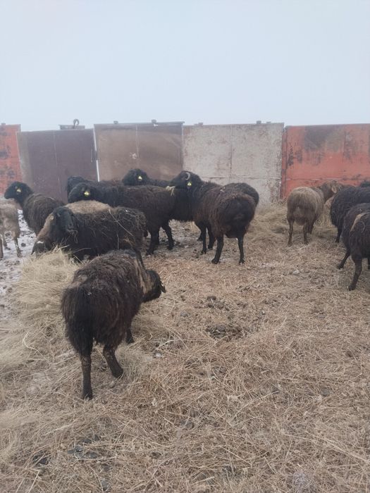 Семиз кой, кошкардар сатылады, откормда турган