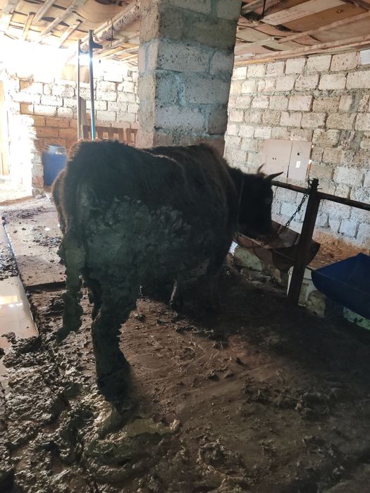 Буаз сиыр сатылады