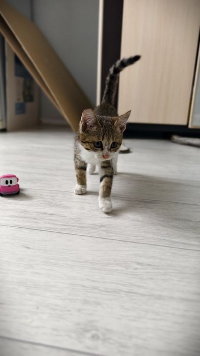 Котенок в добрые руки