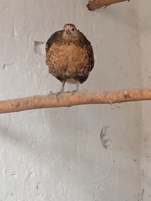 Vând găinușe pitice