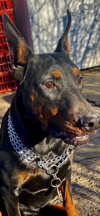 Vand doberman import Rusis