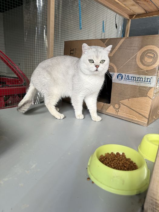 Ўғил мушик сотилад