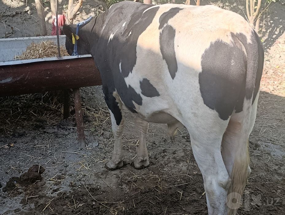 Gibrid buqa sotiladi