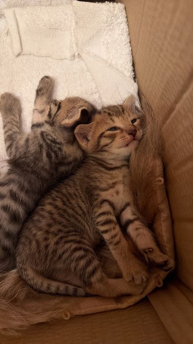 Девочка котенок 2 месячный