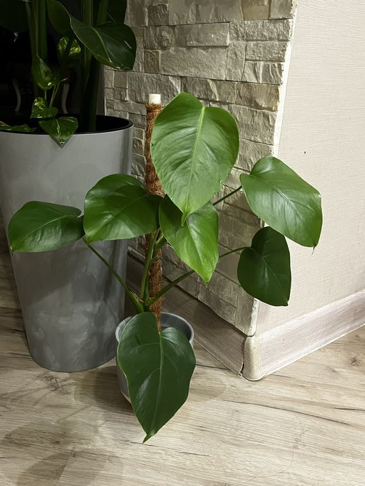 Монстера, алоказия