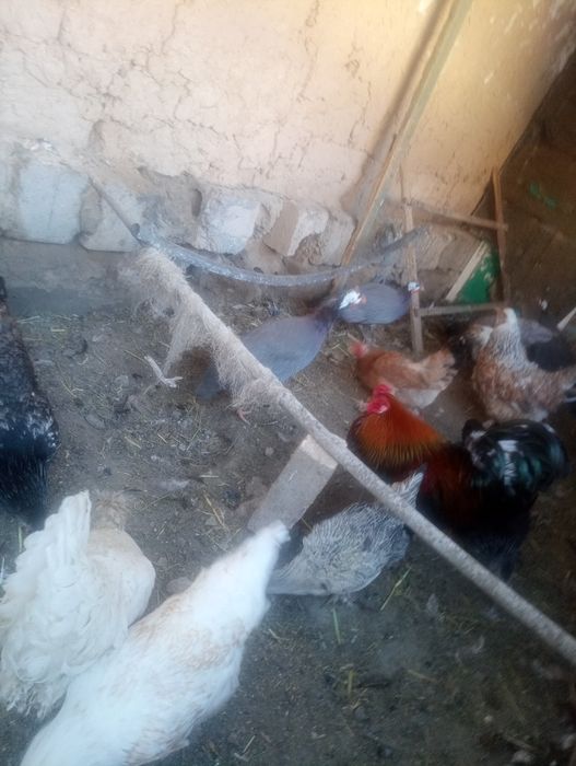 Тауықтар тауықтар тауықтар