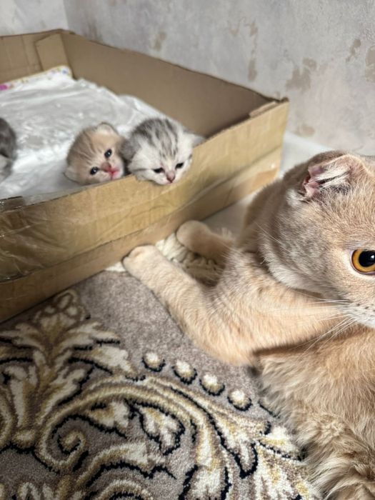 Мушукчалар сотилади 2милондан онаси скотиш страйт онаси скотиш фолд