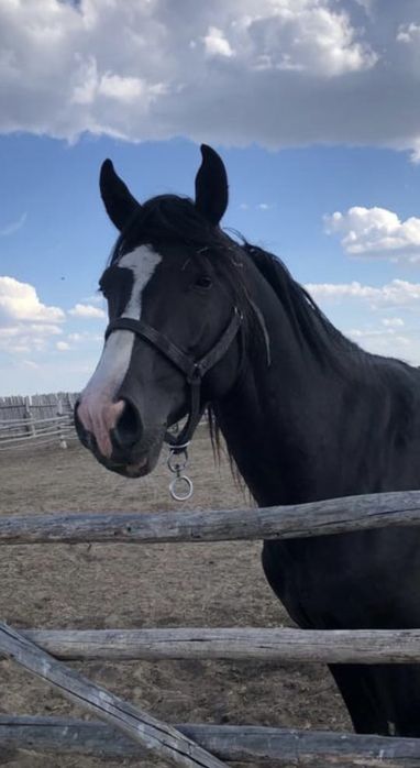 5 жасар айғыр сатылады