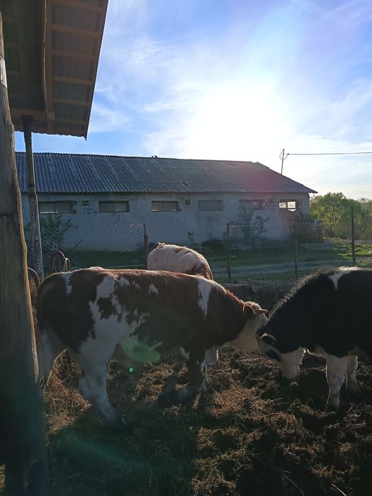 Tauri pentru montă