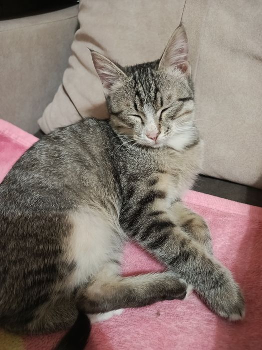 Котенок в добрые руки.