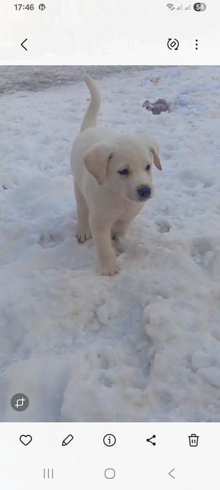 Срочно малыш ищет дом.