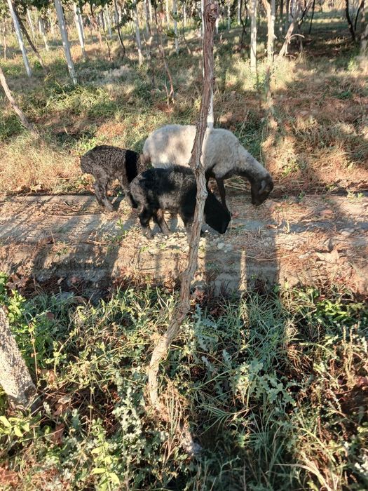 Egiz bolalik arabi qoʻy sotiladi