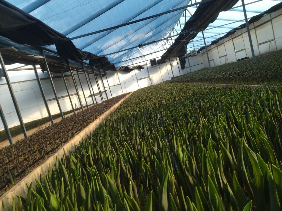 Тюльпаны и сирень оптом на 8 март с теплицы