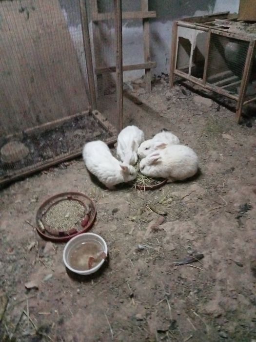 Кролики 3самки 1сомец