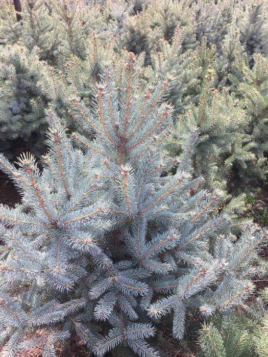 Archa galuboy yel sotiladi