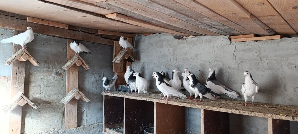 Пазарджишки високолетачи