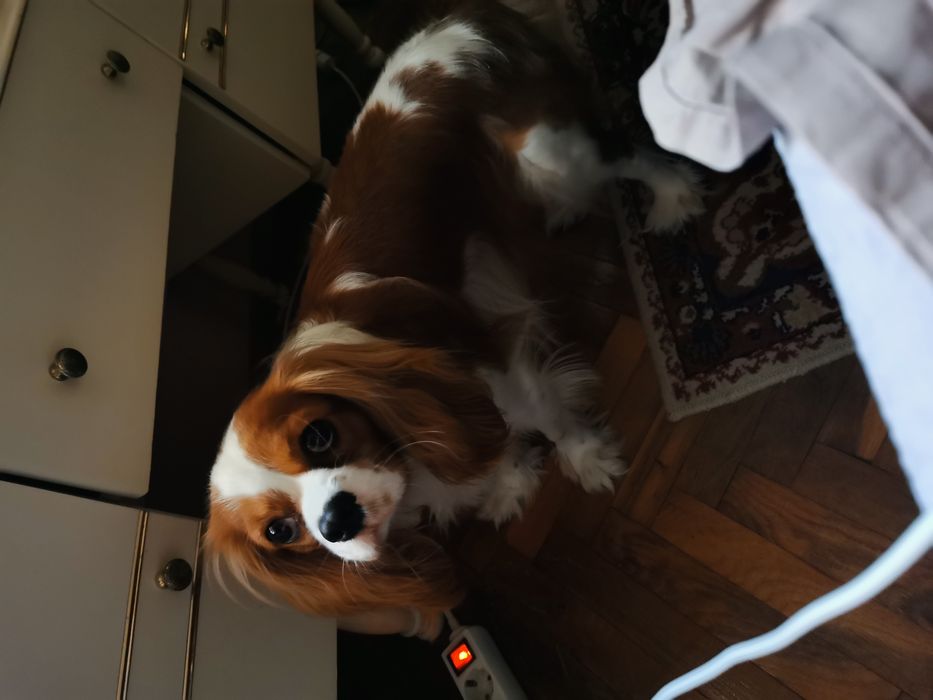 Продавам Кавалер Кинг Чарлз шпаньол