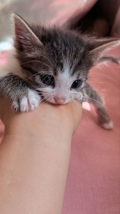 Отдам котенка в добрые руки