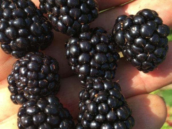 Саженцы ежевики Вошита — крупноплодный, сладкий сорт