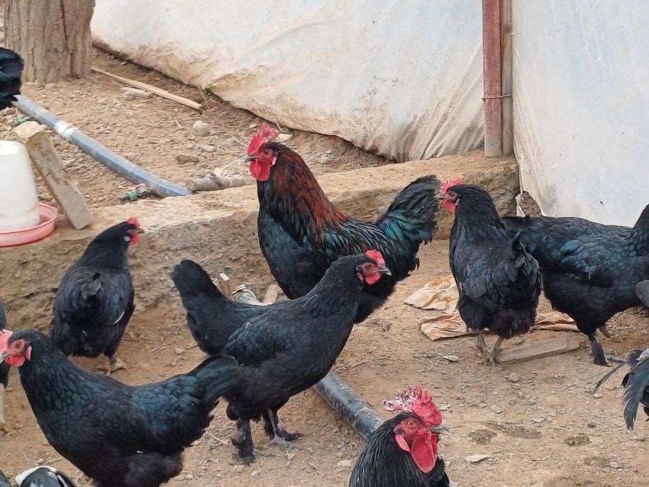 Қора шаҳзода тухуми ва хўрозлари сотилади