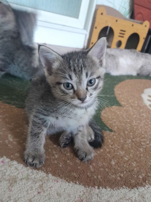 Котёнок мальчик бесплатно