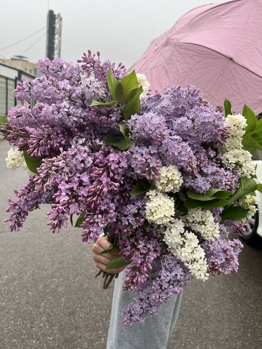 Сирень апрельская с доставкой