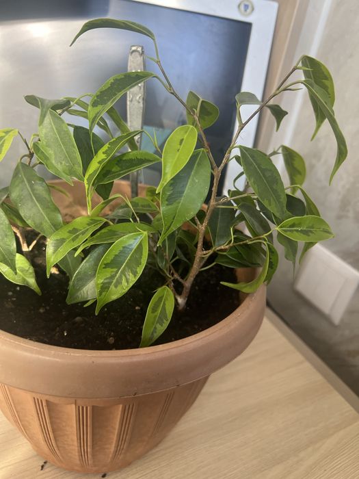 Продам комнатные цветы