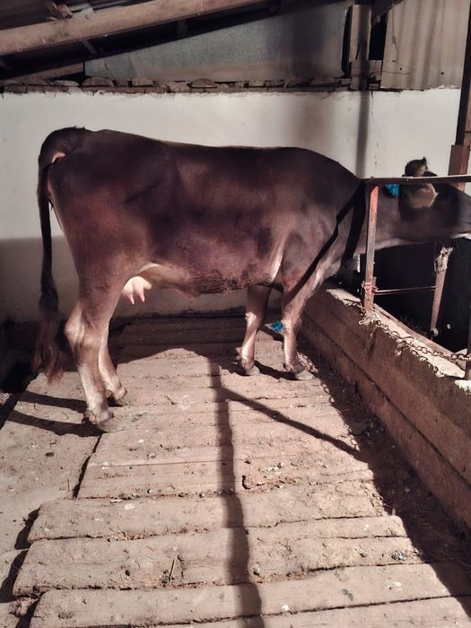 Продам дойную корову