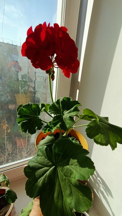 Пеларгония зональная Gizela